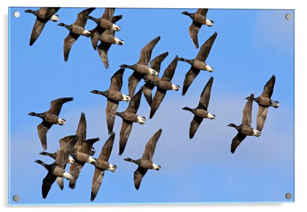 Brant Geese Flock Acrylic by Arterra 