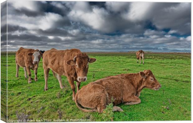 Grazing cows in the meadows of Skjern in Denmark Canvas Print by Frank Bach