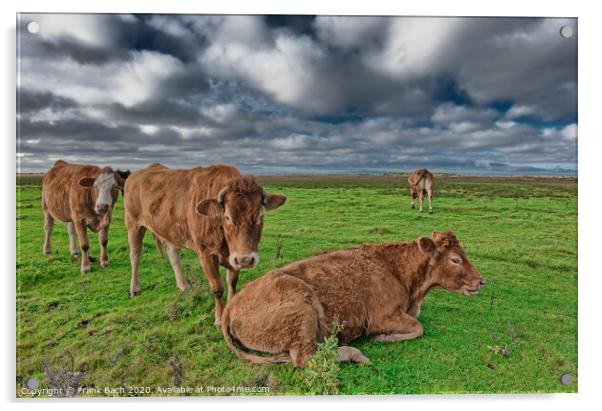 Grazing cows in the meadows of Skjern in Denmark Acrylic by Frank Bach