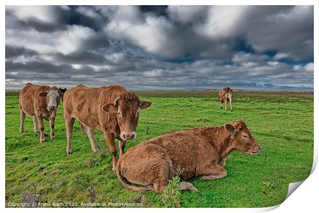 Grazing cows in the meadows of Skjern in Denmark Print by Frank Bach