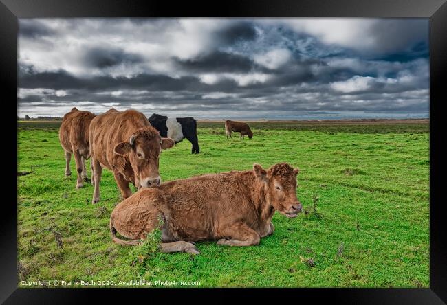 Grazing cows in the meadows of Skjern in Denmark Framed Print by Frank Bach