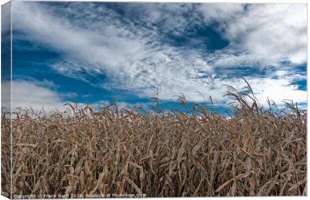 Corn field dried out in the meadows of Skjern in Denmark Canvas Print by Frank Bach