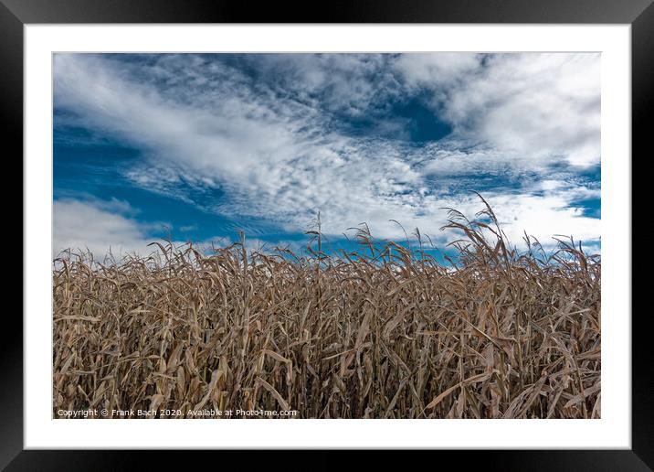 Corn field dried out in the meadows of Skjern in Denmark Framed Mounted Print by Frank Bach