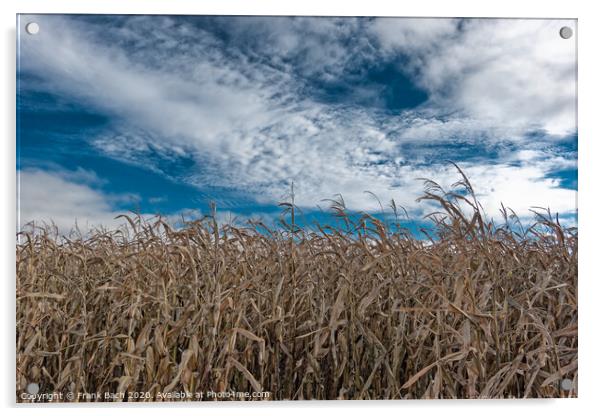 Corn field dried out in the meadows of Skjern in Denmark Acrylic by Frank Bach