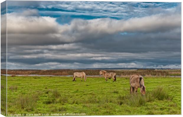 Wild horses in the meadows of Skjern in Denmark Canvas Print by Frank Bach