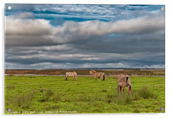 Wild horses in the meadows of Skjern in Denmark Acrylic by Frank Bach