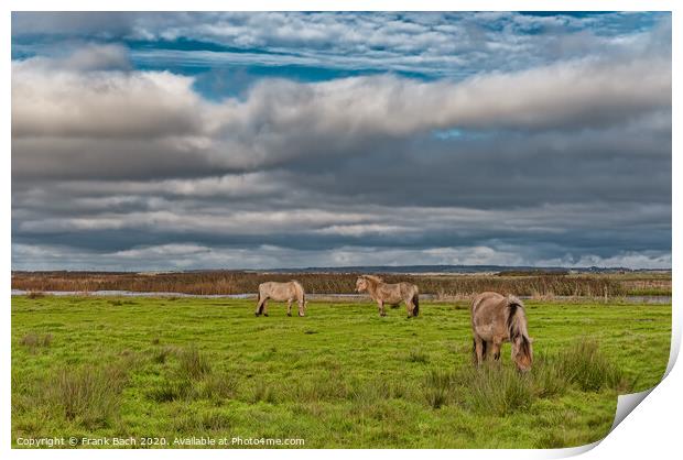 Wild horses in the meadows of Skjern in Denmark Print by Frank Bach