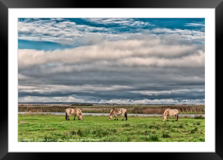 Wild horses in the meadows of Skjern in Denmark Framed Mounted Print by Frank Bach