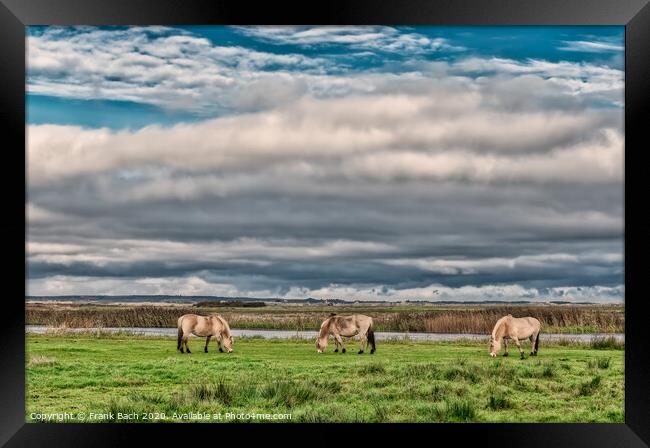 Wild horses in the meadows of Skjern in Denmark Framed Print by Frank Bach