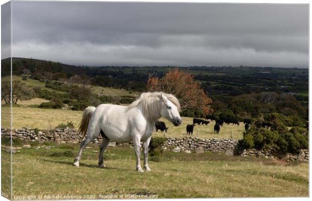 Dartmoor Pony Canvas Print by Rachel Lawrence