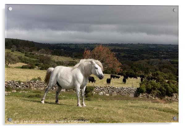 Dartmoor Pony Acrylic by Rachel Lawrence