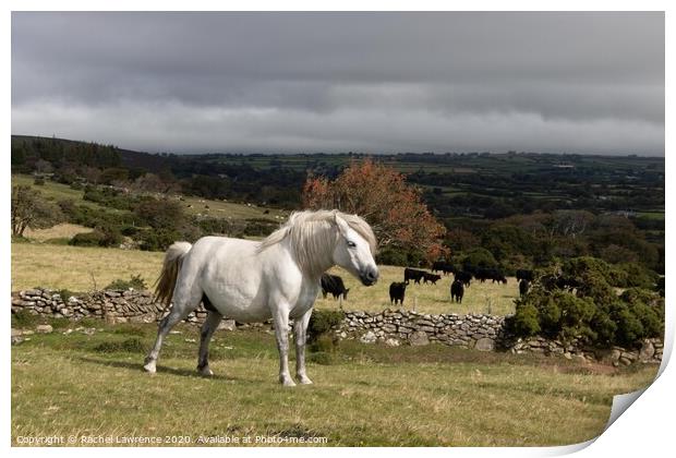 Dartmoor Pony Print by Rachel Lawrence