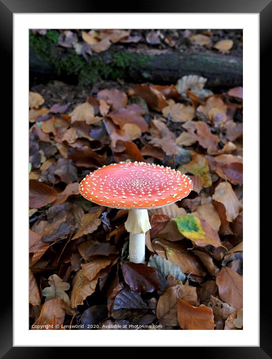 Fly agaric growing from the forest floor Framed Mounted Print by Lensw0rld 