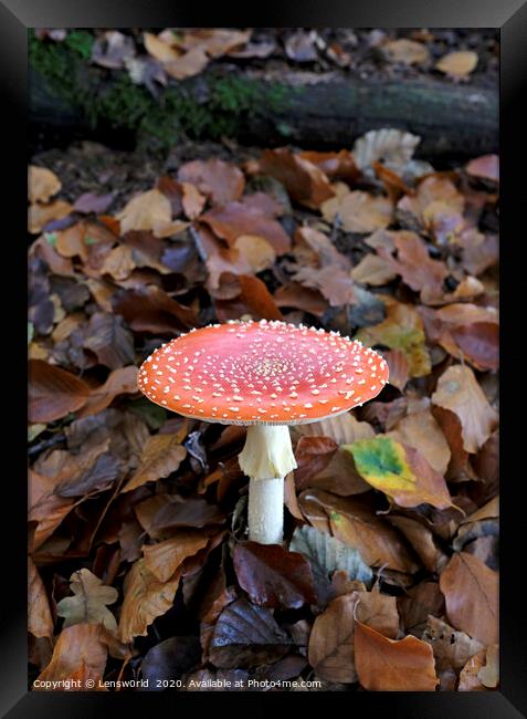 Fly agaric growing from the forest floor Framed Print by Lensw0rld 