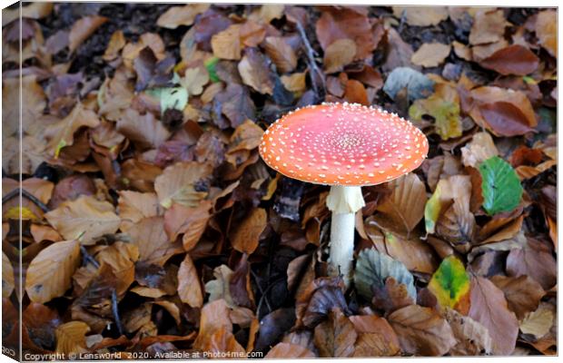 Fly agaric growing from the forest floor Canvas Print by Lensw0rld 