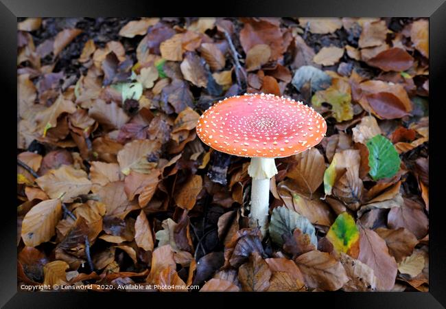 Fly agaric growing from the forest floor Framed Print by Lensw0rld 