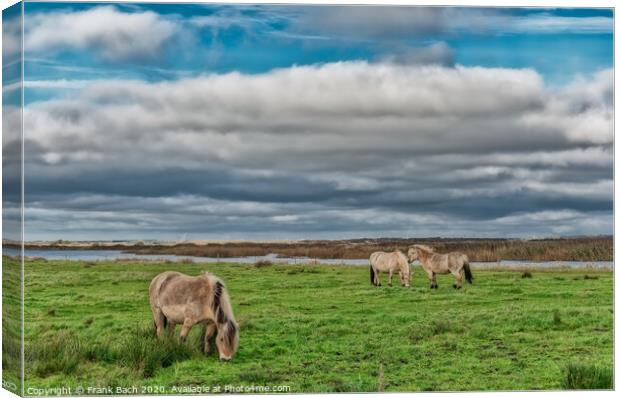 Wild horses in the meadows of Skjern in Denmark Canvas Print by Frank Bach
