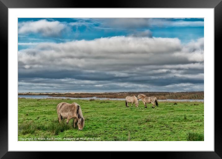 Wild horses in the meadows of Skjern in Denmark Framed Mounted Print by Frank Bach