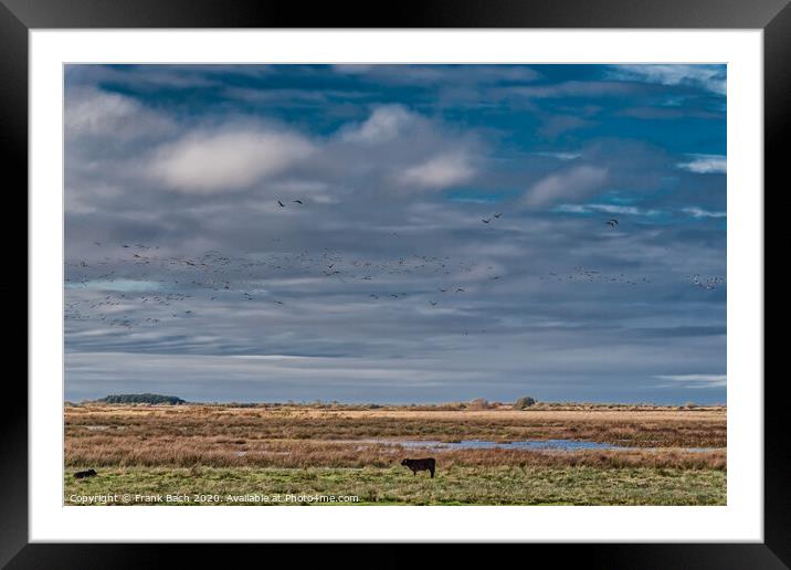 Cows grazing in the meadows wetlands of Skjern in Denmark Framed Mounted Print by Frank Bach