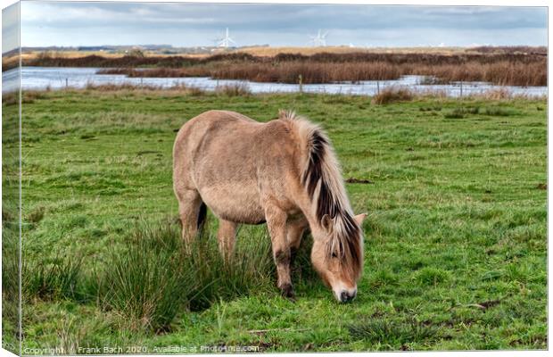 Wild horse in the meadows of Skjern in Denmark Canvas Print by Frank Bach