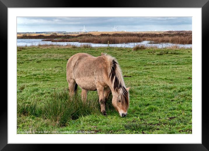 Wild horse in the meadows of Skjern in Denmark Framed Mounted Print by Frank Bach