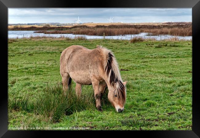 Wild horse in the meadows of Skjern in Denmark Framed Print by Frank Bach
