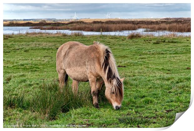Wild horse in the meadows of Skjern in Denmark Print by Frank Bach