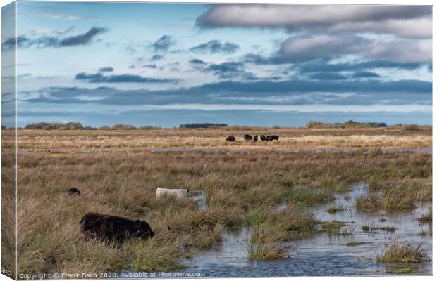 Cows grazing in the meadows wetlands of Skjern in Denmark Canvas Print by Frank Bach