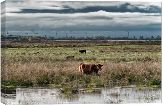 Cows grazing in the meadows wetlands of Skjern in Denmark Canvas Print by Frank Bach