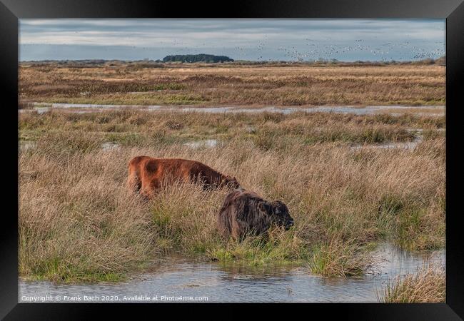 Cows grazing in the meadows wetlands of Skjern in Denmark Framed Print by Frank Bach