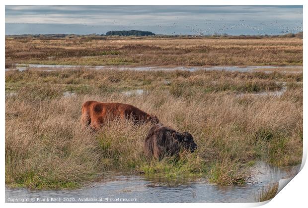 Cows grazing in the meadows wetlands of Skjern in Denmark Print by Frank Bach