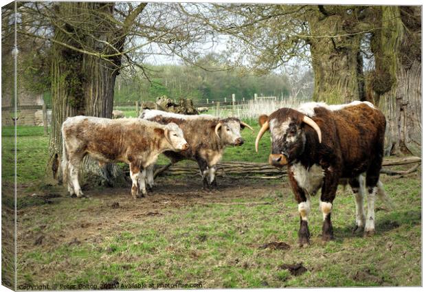 Rare breed cattle at Kentwell, Suffolk, UK Canvas Print by Peter Bolton