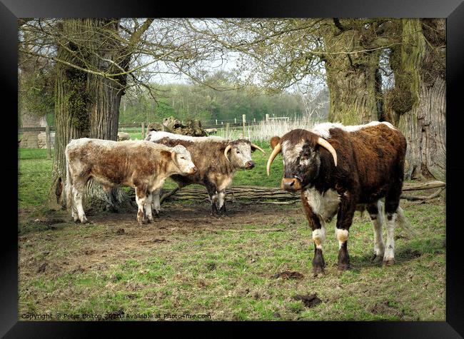 Rare breed cattle at Kentwell, Suffolk, UK Framed Print by Peter Bolton