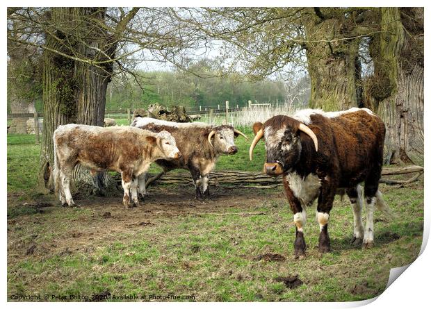 Rare breed cattle at Kentwell, Suffolk, UK Print by Peter Bolton