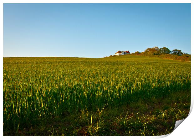 Looking up a hill and wheat field towards a White House and a copse at Leigh on Sea, Essex, UK. Print by Peter Bolton
