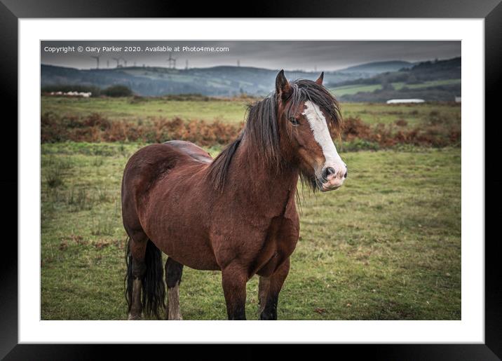 A beautiful, brown, wild horse, looking at the camera, framed against an autumn sky and landscape	 Framed Mounted Print by Gary Parker
