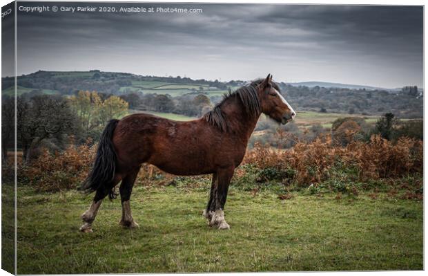 A beautiful brown horse, standing majestically in the landscape	 Canvas Print by Gary Parker