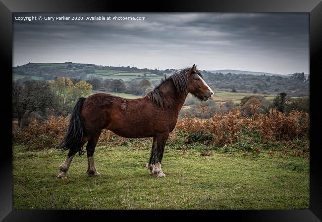 A beautiful brown horse, standing majestically in the landscape	 Framed Print by Gary Parker