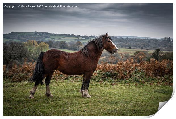 A beautiful brown horse, standing majestically in the landscape	 Print by Gary Parker