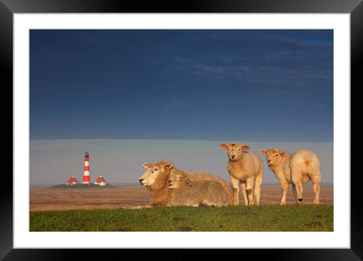 Lighthouse and Sheep Framed Mounted Print by Arterra 