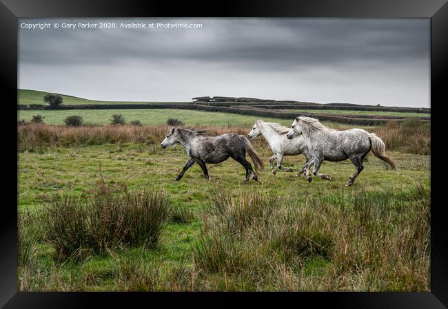 Three wild horses, galloping through the countryside, on an autumn day	 Framed Print by Gary Parker