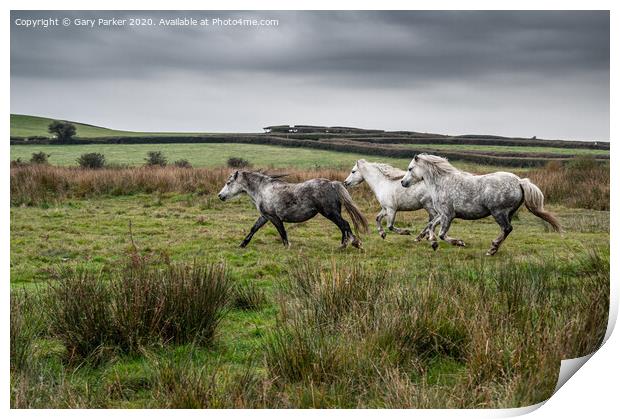 Three wild horses, galloping through the countryside, on an autumn day	 Print by Gary Parker
