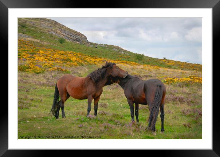 Wild Dartmoor ponies, Dartmoor National Park, Devon, UK. Framed Mounted Print by Peter Bolton