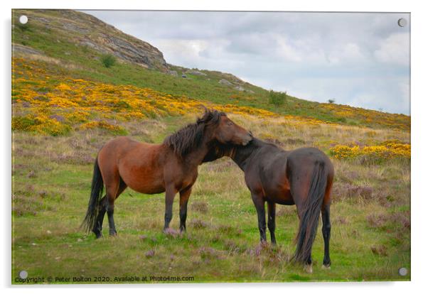 Wild Dartmoor ponies, Dartmoor National Park, Devon, UK. Acrylic by Peter Bolton