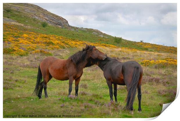 Wild Dartmoor ponies, Dartmoor National Park, Devon, UK. Print by Peter Bolton