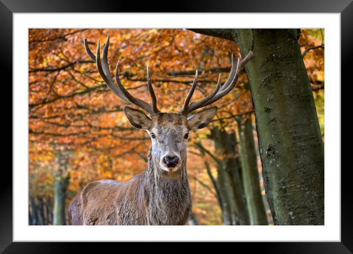 Red Deer Stag in Autumn Forest Framed Mounted Print by Arterra 