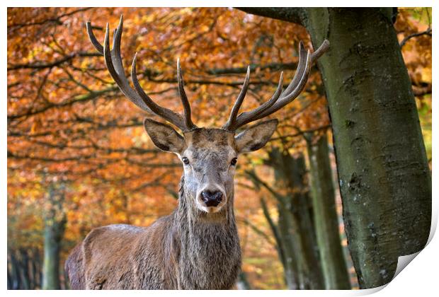 Red Deer Stag in Autumn Forest Print by Arterra 
