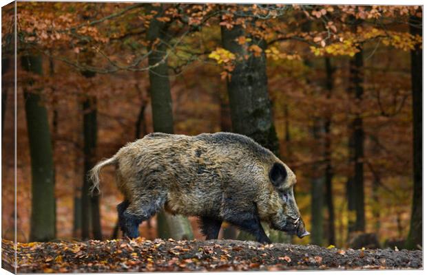 Wild Boar in Forest Canvas Print by Arterra 