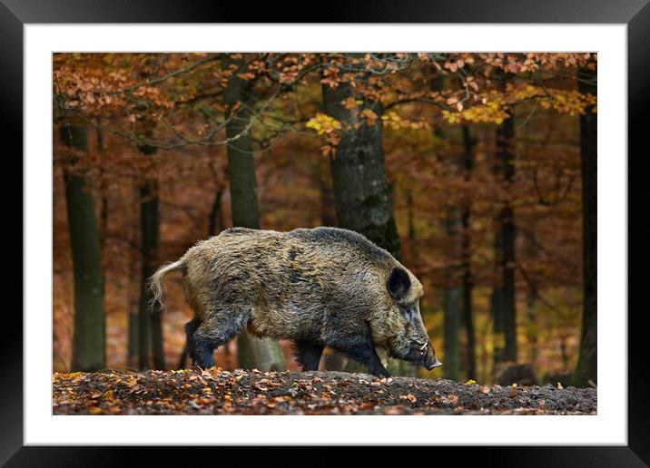 Wild Boar in Forest Framed Mounted Print by Arterra 