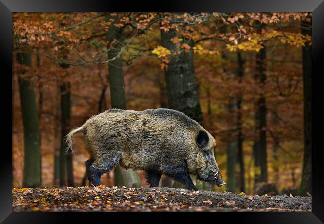 Wild Boar in Forest Framed Print by Arterra 
